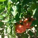 Juric Διαμέρισμα